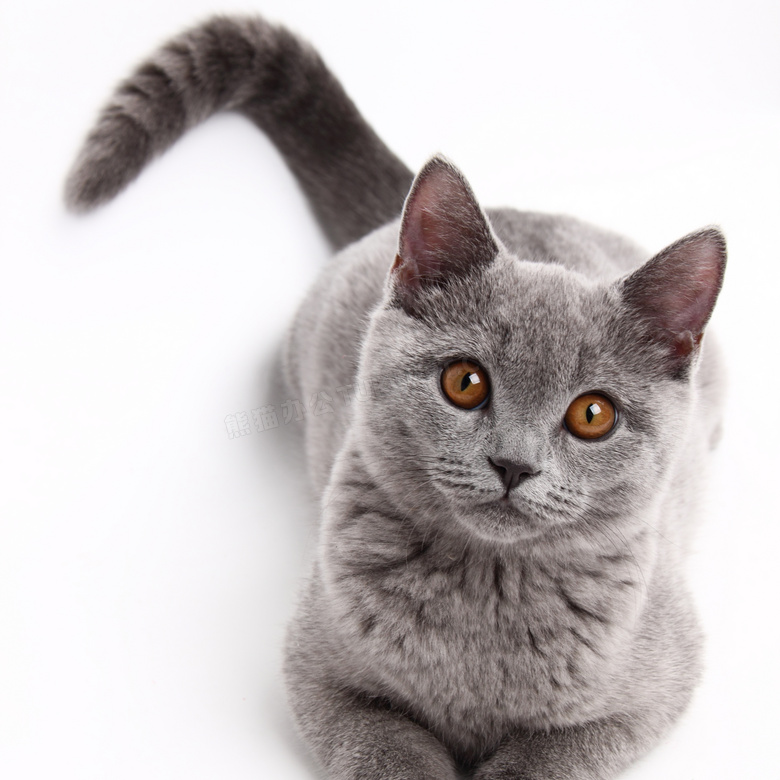 摇着尾巴的大灰猫近景摄影高清图片