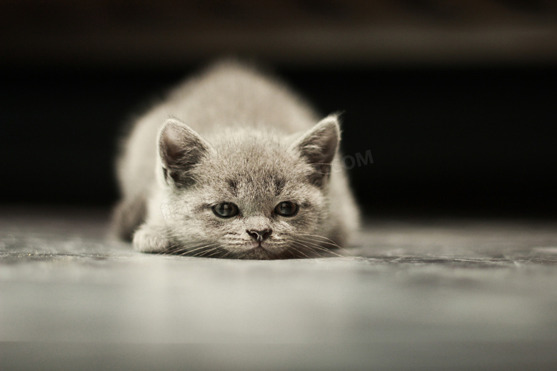 黑暗场景中的可爱猫咪摄影高清图片