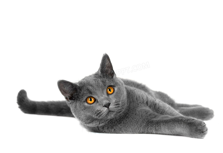 带着呆呆表情的灰色猫摄影高清图片