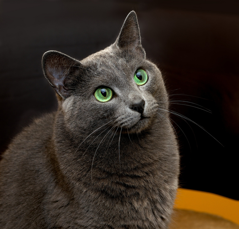 黑色背景前的绿眼睛猫摄影高清图片