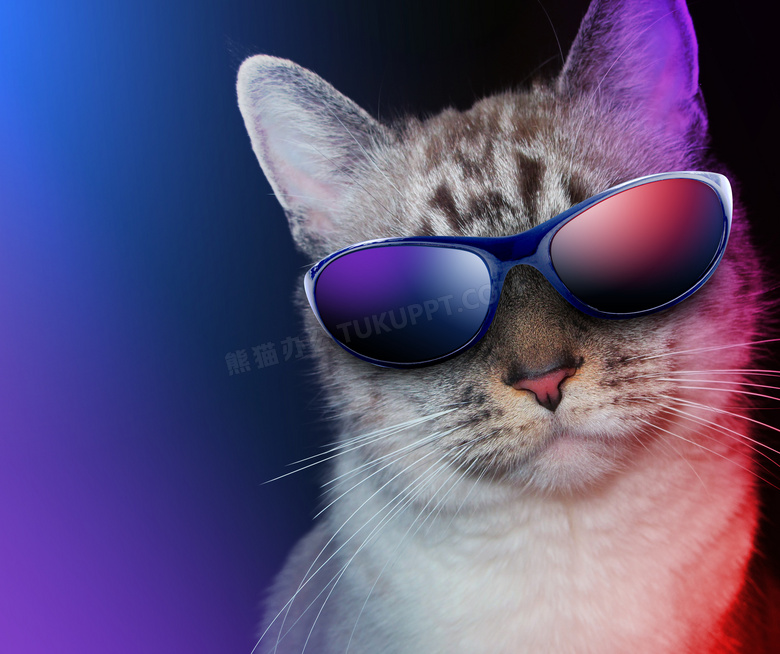 戴着眼镜装酷的猫星人摄影高清图片