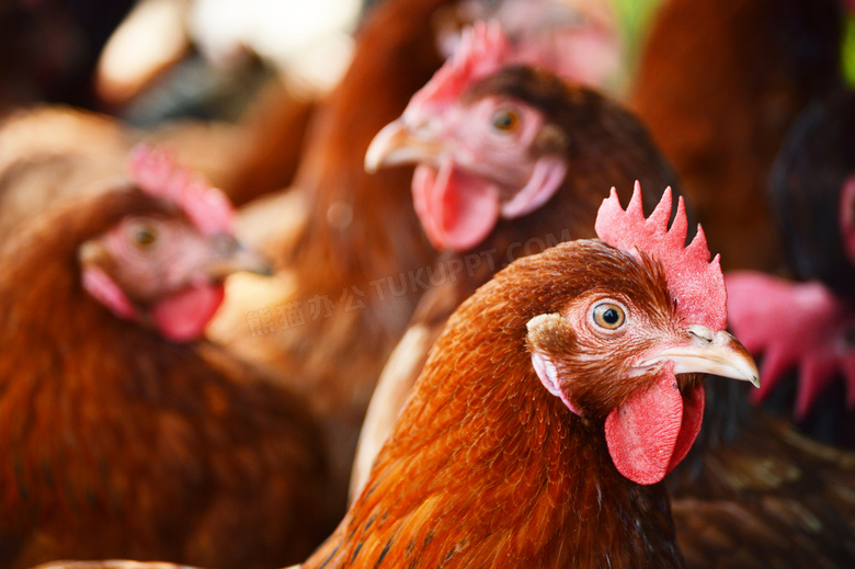 在养殖场里的家禽鸡群摄影高清图片