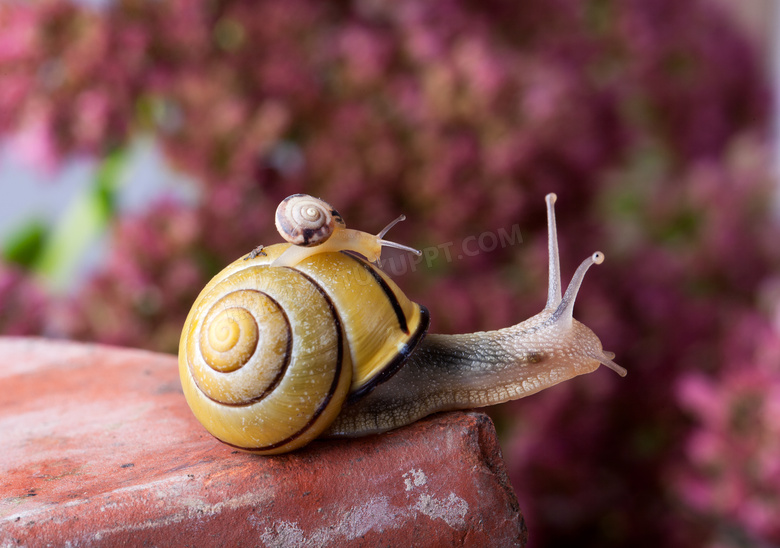 背着小蜗牛爬行的蜗牛摄影高清图片