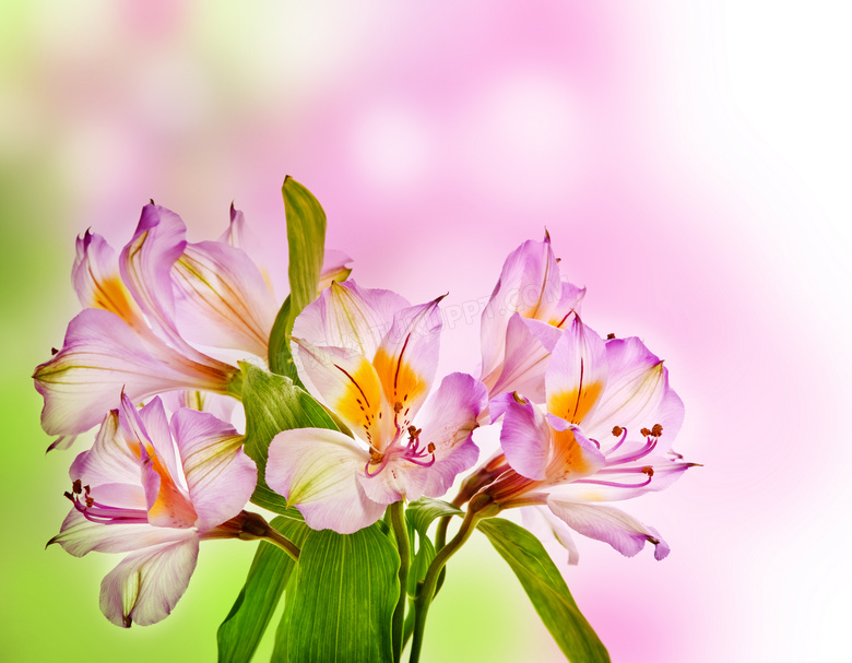 唯美浪漫的六出花花朵摄影高清图片