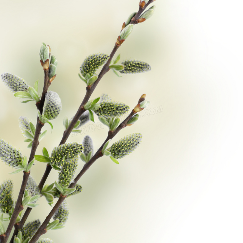 复活节褪色柳植物微距摄影高清图片