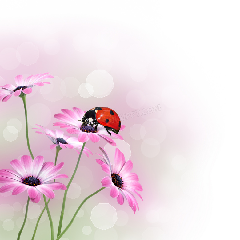 粉红色波斯菊上的瓢虫摄影高清图片
