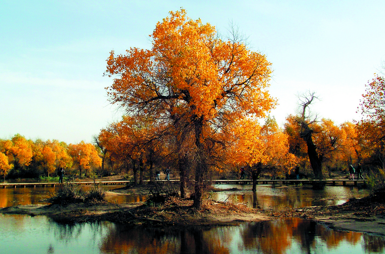 湖边美丽的大胡杨树摄影图片
