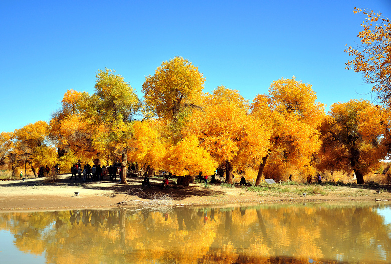 秋季美丽的胡杨树林摄影图片