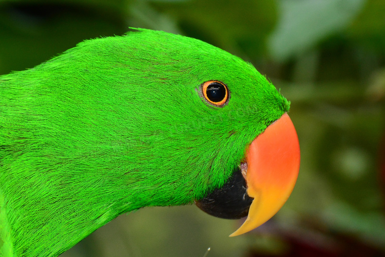翠绿色的鹦鹉近景特写摄影高清图片
