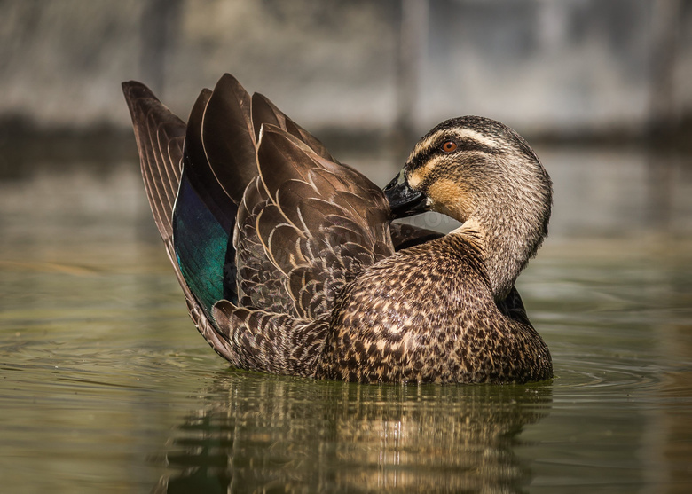 水面上整理羽毛的鸭子摄影高清图片