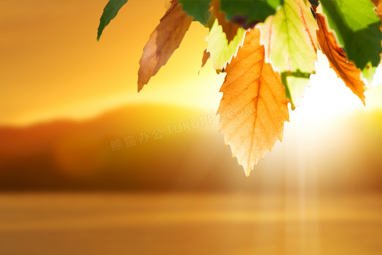 耀眼阳光与树叶的微距摄影高清图片