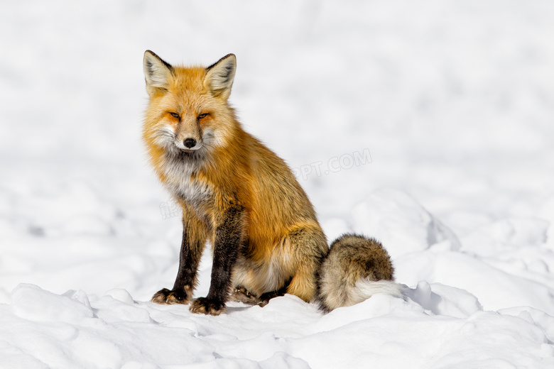 坐在雪地上的赤狐近景摄影高清图片