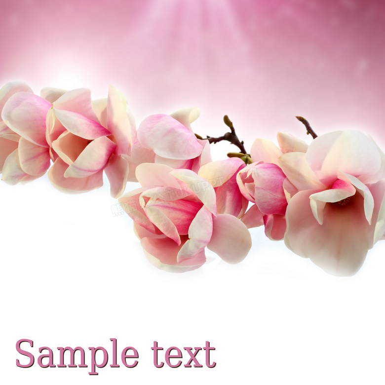 粉白色的花枝鲜花特写摄影高清图片