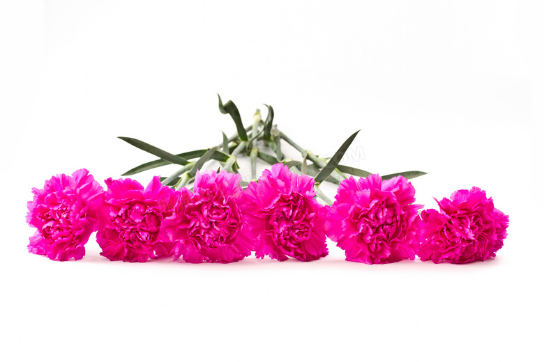 五朵玫红色康乃馨花朵摄影高清图片