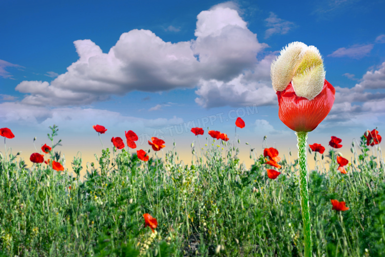 朵朵白云与红色罂粟花摄影高清图片