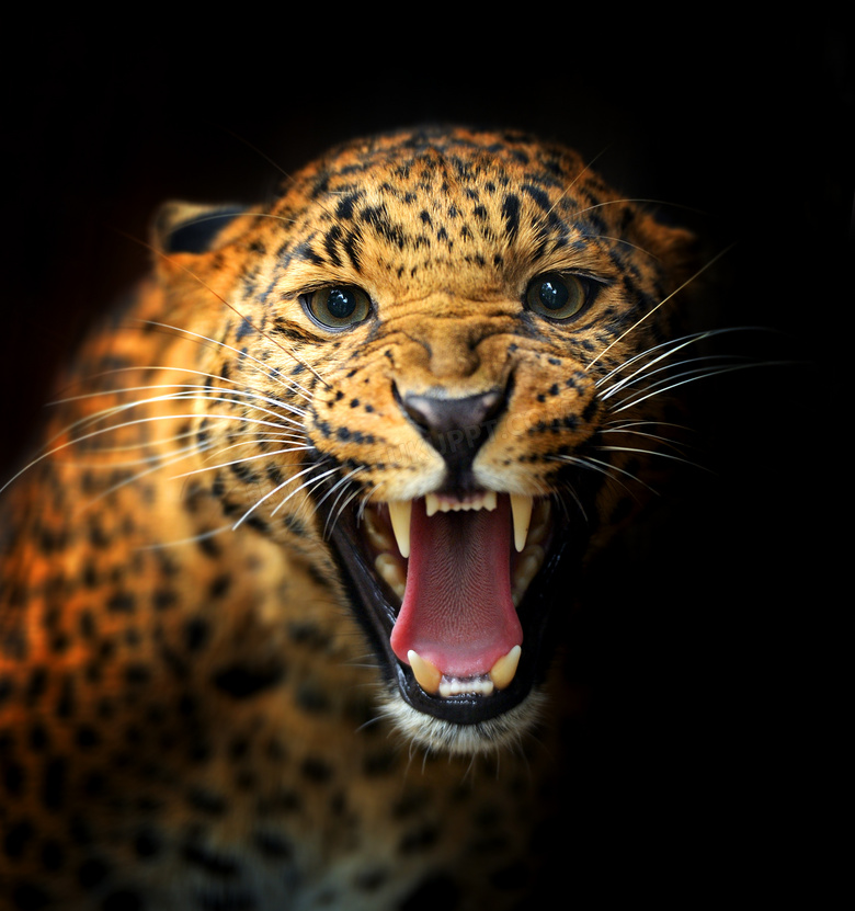 黑暗中张着大嘴的猎豹摄影高清图片