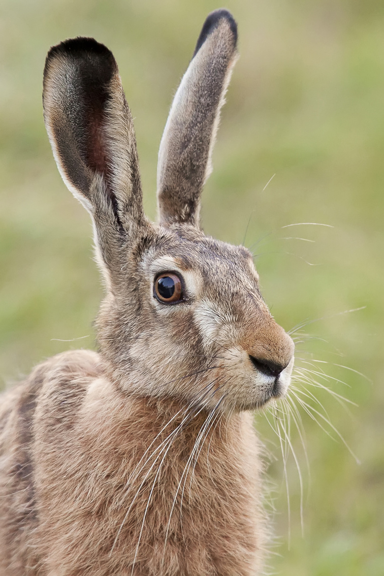 竖立着耳朵的野兔特写摄影高清图片
