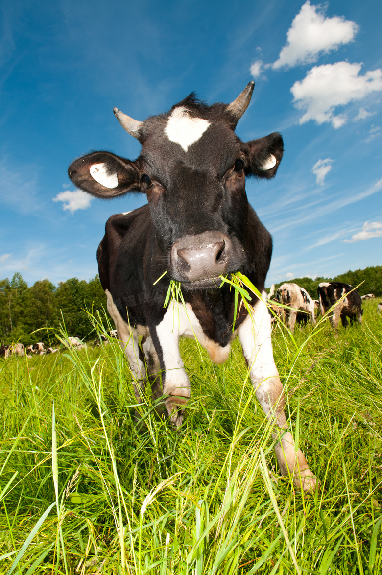 在悠闲吃着青草的奶牛摄影高清图片
