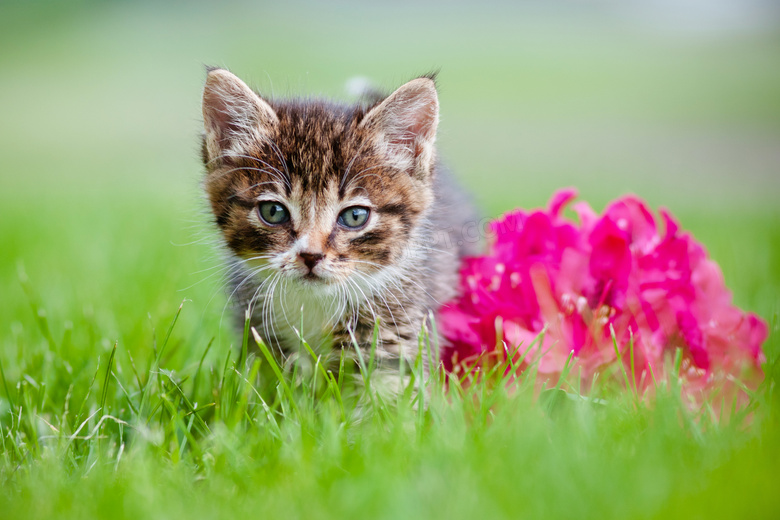 草丛中的小猫咪与花朵摄影高清图片