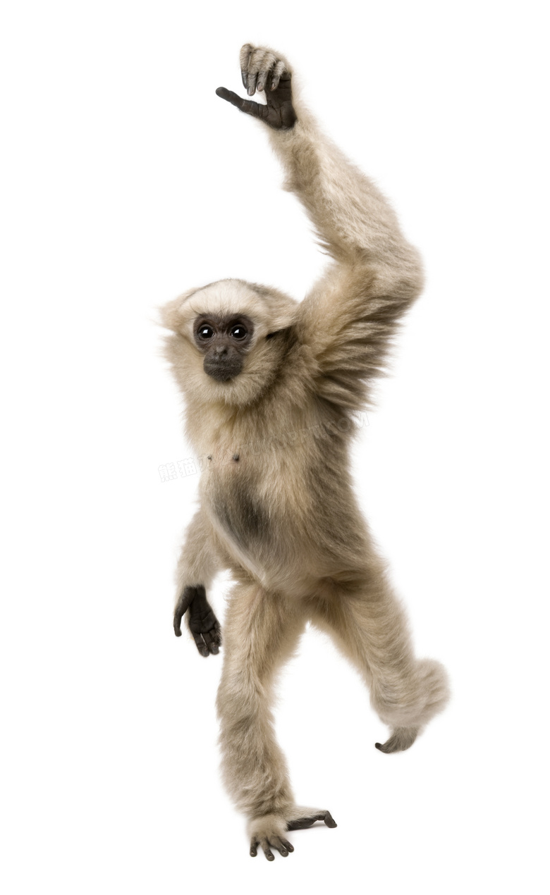 迎面走来的动物长臂猿摄影高清图片