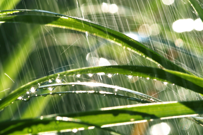 打在绿叶上的雨水近景摄影高清图片