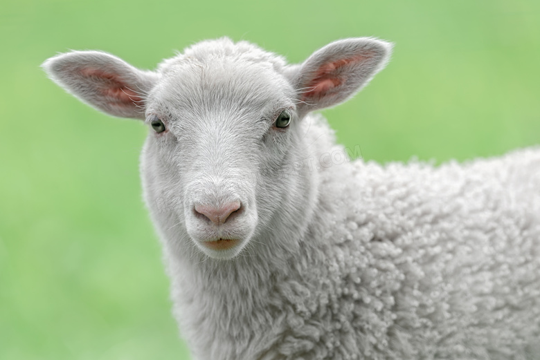 白色的小绵羊近景特写摄影高清图片