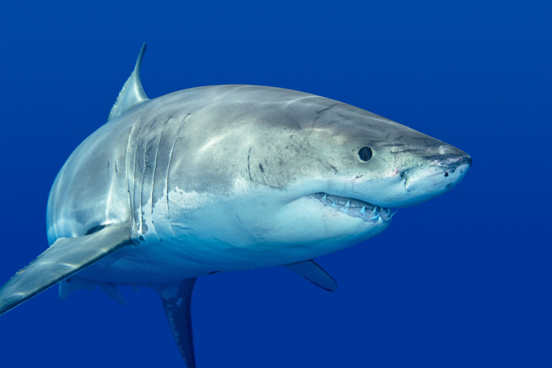 在海水里游动的大鲨鱼摄影高清图片
