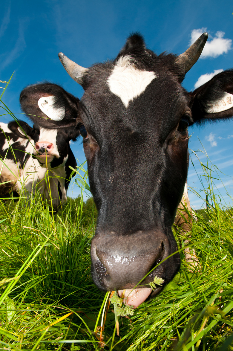 在吃草的奶牛近景特写摄影高清图片