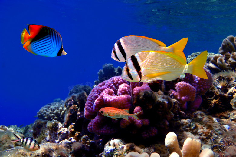 海底的珊瑚与游动的鱼摄影高清图片