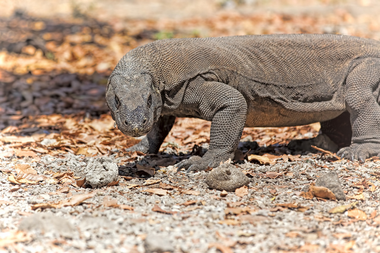 在闲逛中的科莫多巨蜥摄影高清图片