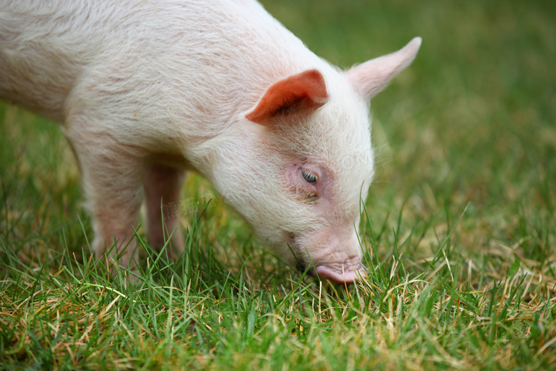 在觅食的白色小猪近景摄影高清图片
