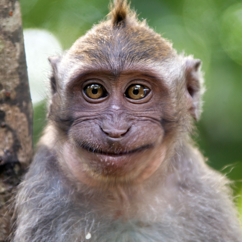 带着笑容的小猕猴特写摄影高清图片