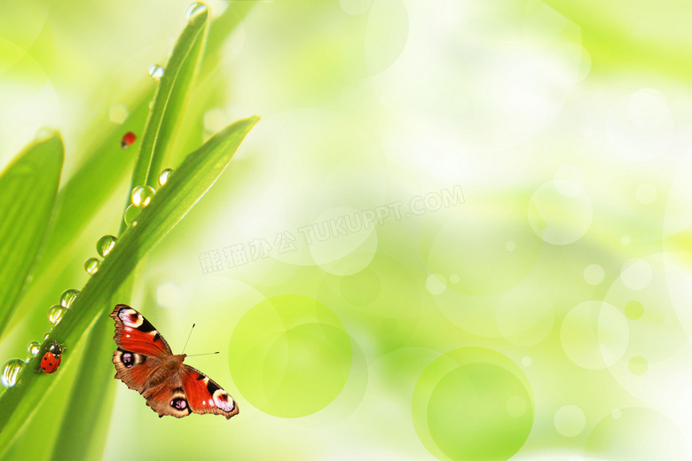 飞舞的蝴蝶和绿叶背景图片素材