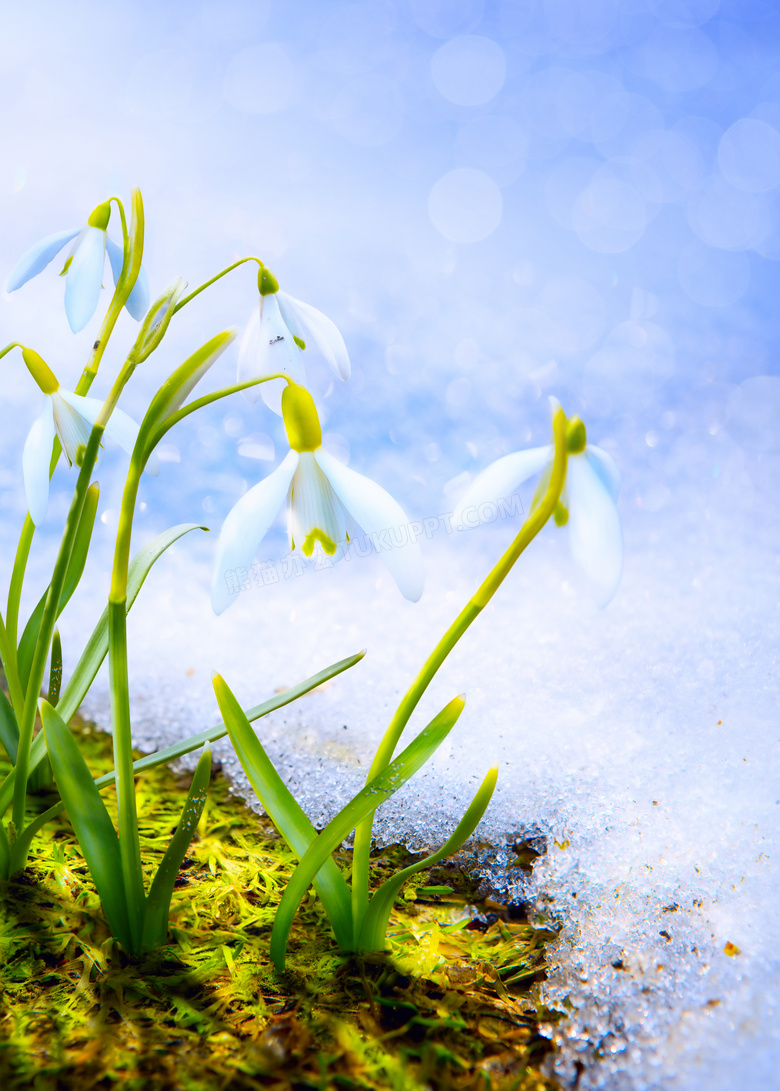 开白色小花的植物特写摄影高清图片