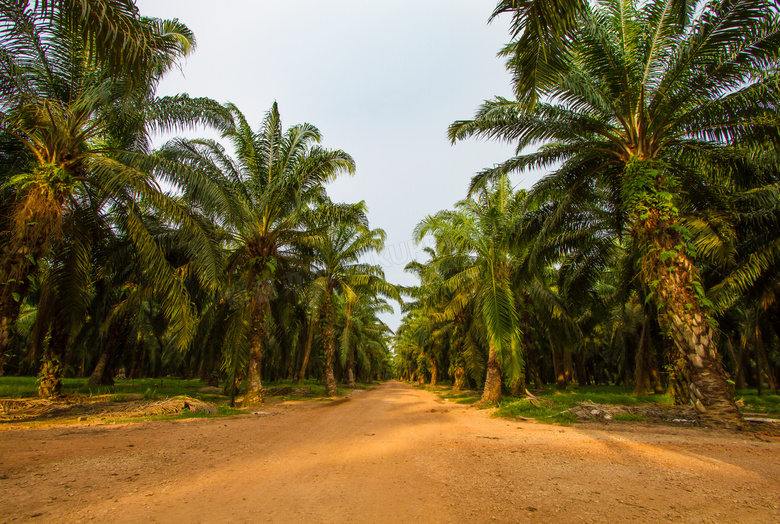 棕榈树种植园景观风光摄影高清图片