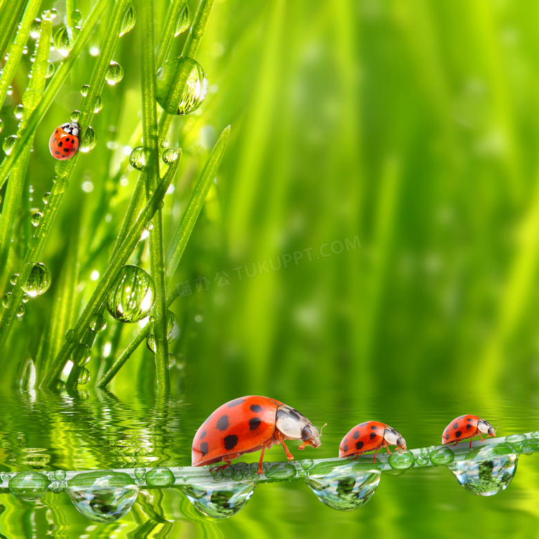 七星瓢虫与草上的水珠摄影高清图片
