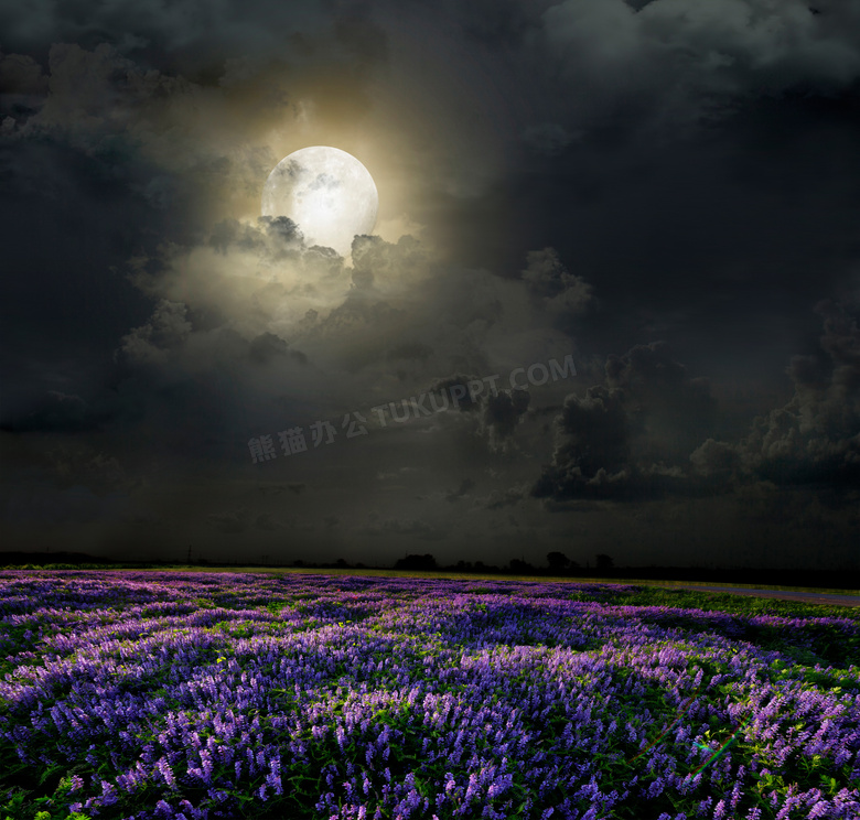 夜晚乌云月亮与薰衣草摄影高清图片