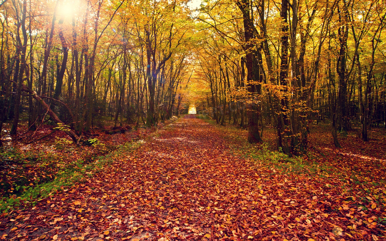 秋季金黄色树林和落叶摄影图片