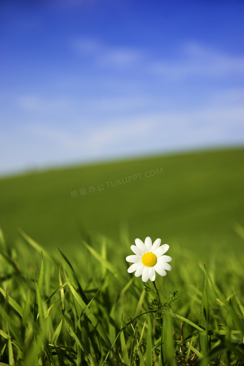 在草丛中的一朵小白花摄影高清图片