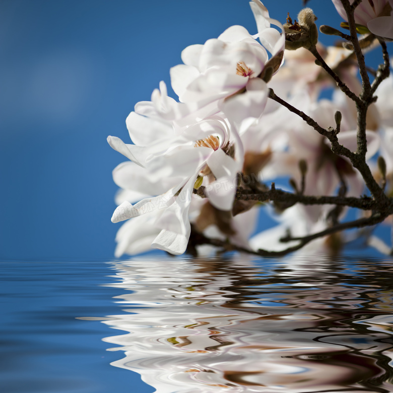 白色花与水面上的涟漪摄影高清图片