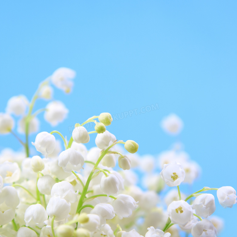 白色铃兰花簇近景特写摄影高清图片