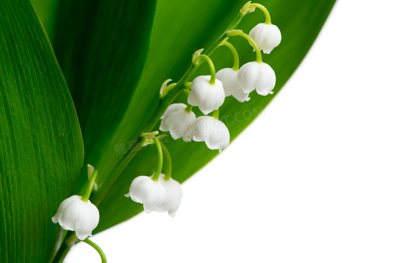 白色铃兰花卉植物特写摄影高清图片
