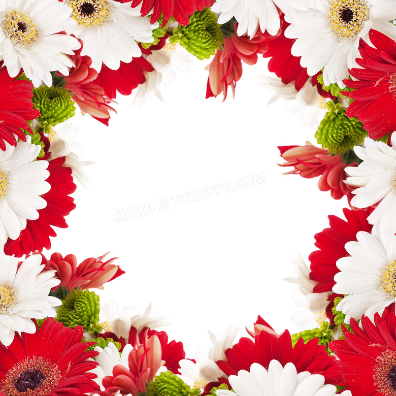红白两色雏菊组合边框摄影高清图片