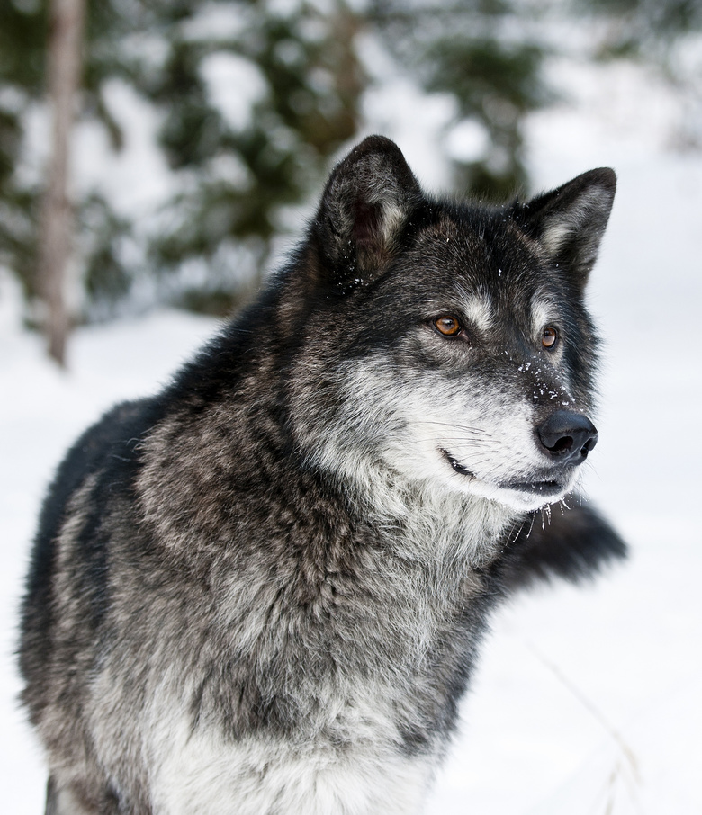 冰天雪地里的一只黑狼摄影高清图片