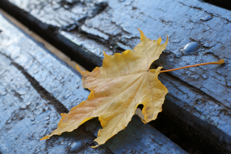 秋季金黄色的枫叶摄影高清图片素材