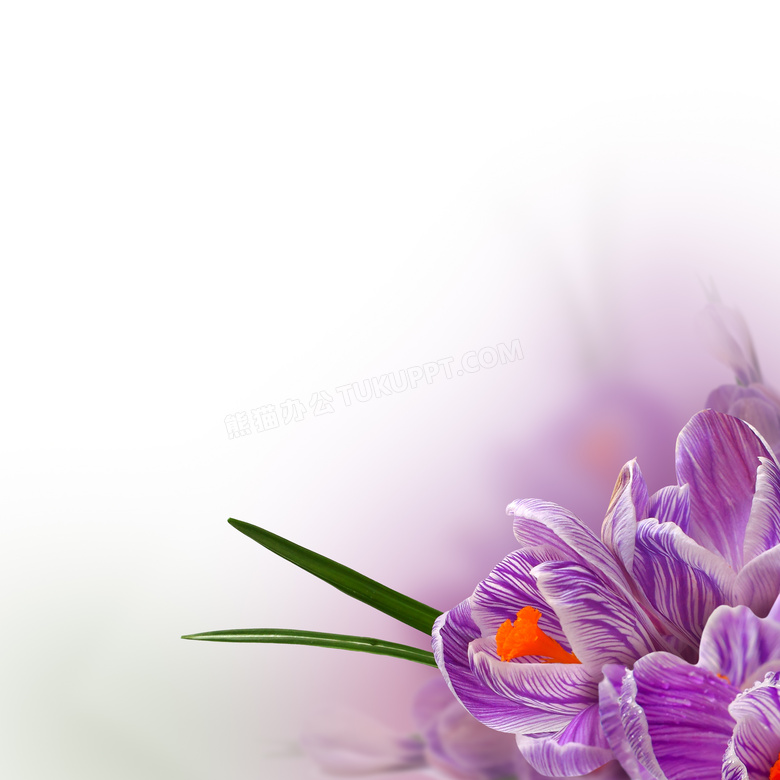 紫色的藏红花局部特写摄影高清图片