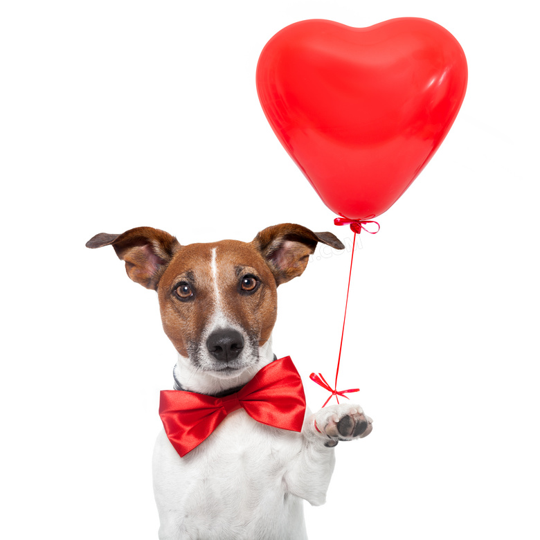 戴领结扯着气球的狗狗摄影高清图片