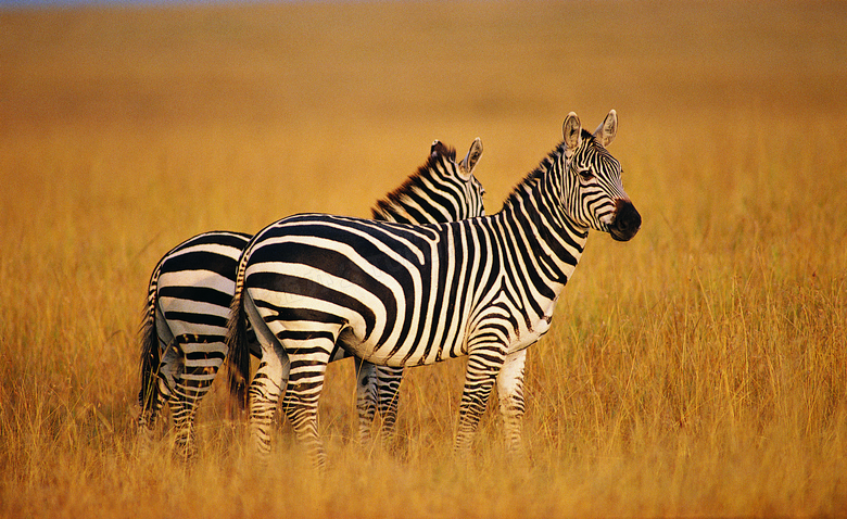 草原上的两匹斑马近景摄影高清图片