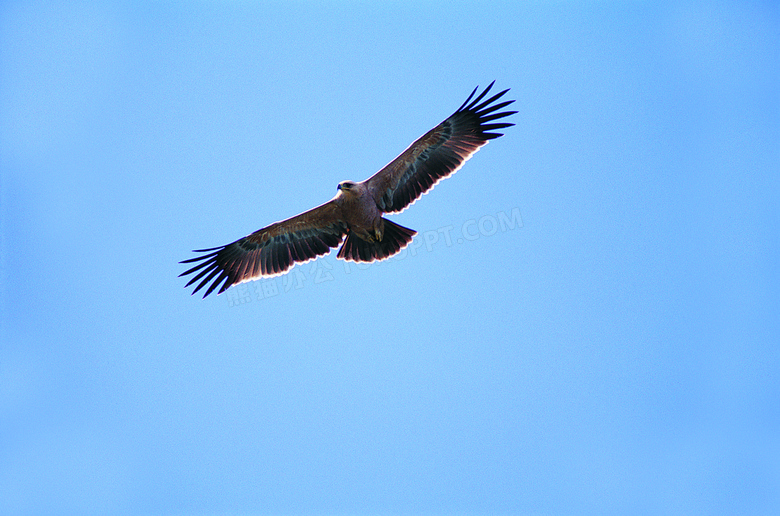 展翅翱翔在空中的雄鹰摄影高清图片