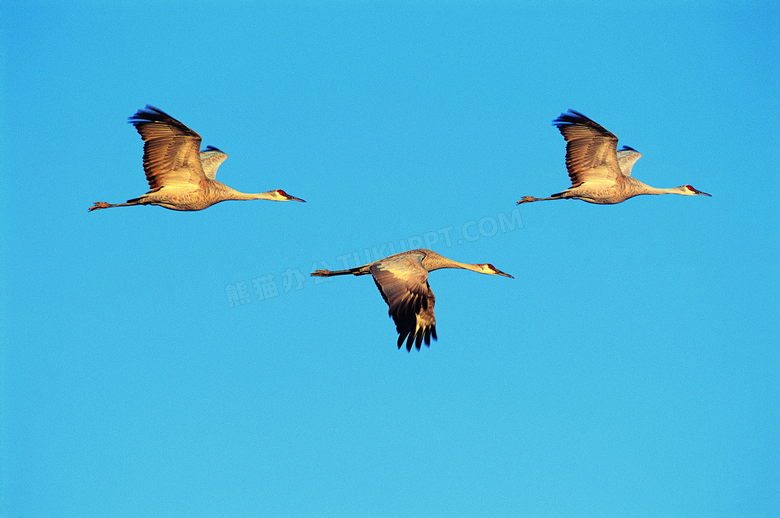 蓝色天空中飞翔的大雁摄影高清图片